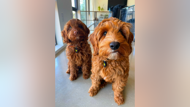 Missing dog: Lakeway couple offers $10K reward for information on mini labradoodle