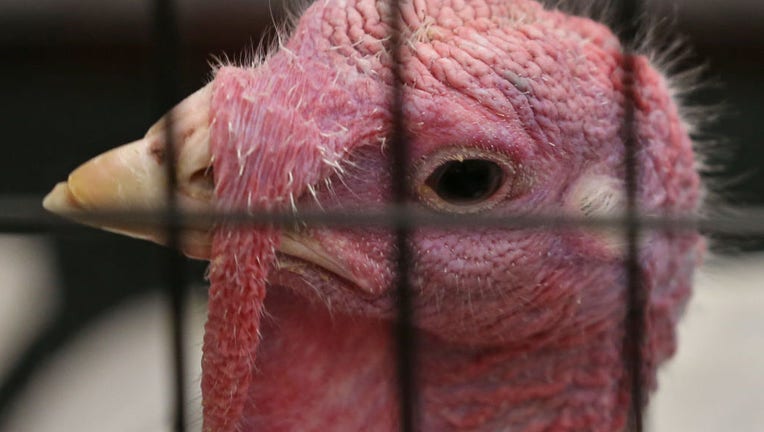 Students from the 4th grade classes of Sally Hopkinson and Kelly Jensen at Holy Nativity School in St. Paul, walked past one of the the turkey's from this years 