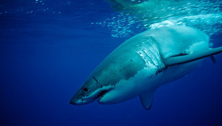 Great White Shark, Carcharodon carcharias, Mexico, Pacific ocean, Guadalupe