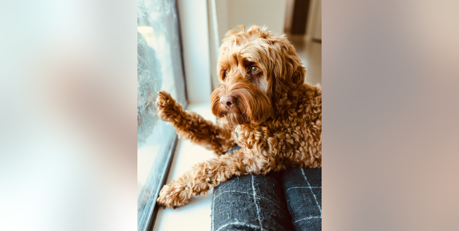 Missing dog: Lakeway couple offers $10K reward for information on