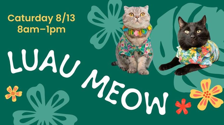 Austin Animal Center hosting Luau-themed kitten adoption party