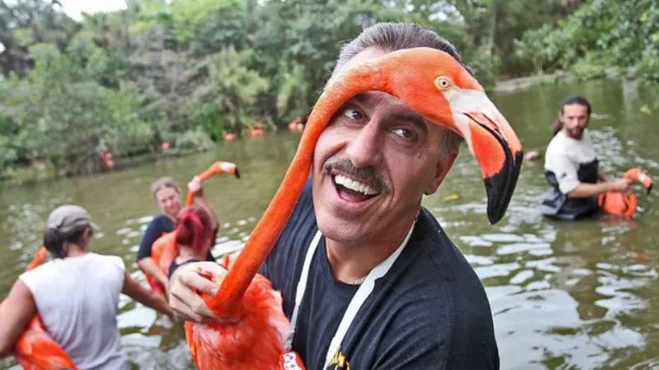 Flamingos-in-the-water-at-the-zoo.jpg