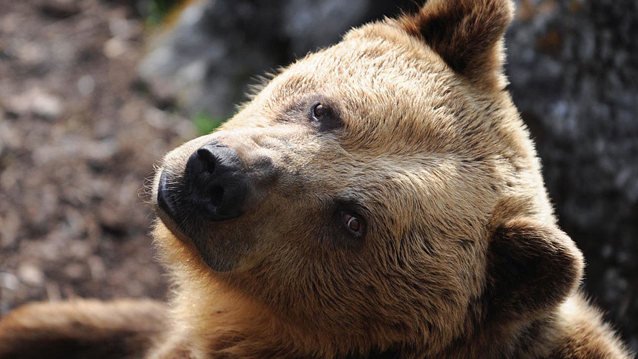 marsican brown bear