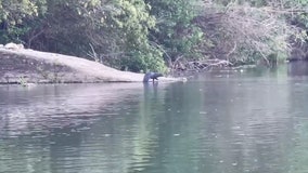 WATCH: Otters spotted in San Gabriel River in Georgetown, Texas