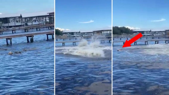 ‘Oh my gosh!’: Curious golden retriever in Alabama spooks manatees — and herself