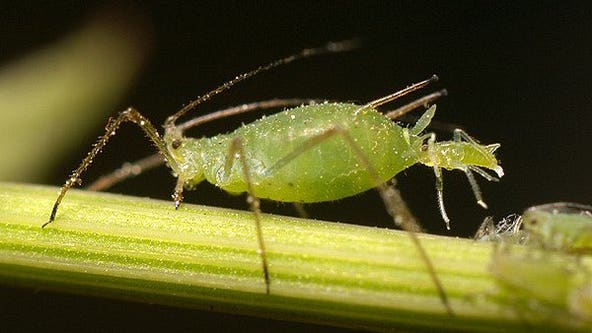 Sticky mess: Aphid droppings causes headaches for Austinites