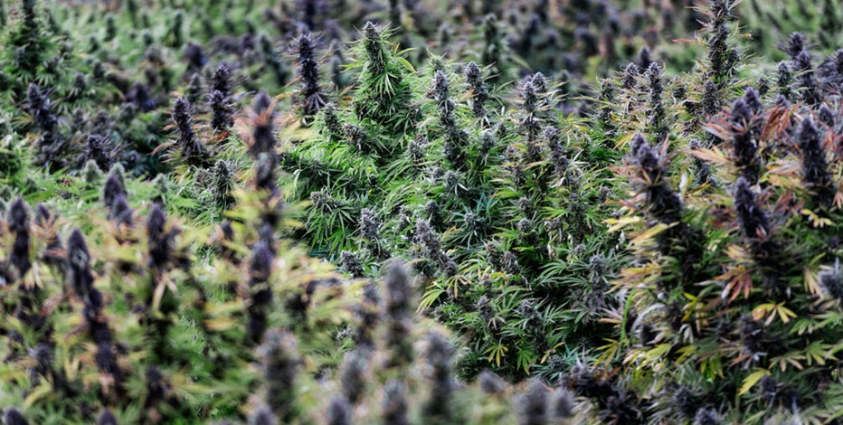 Texas proposes massive fee hikes for hemp retailers, manufacturers as part of new rules