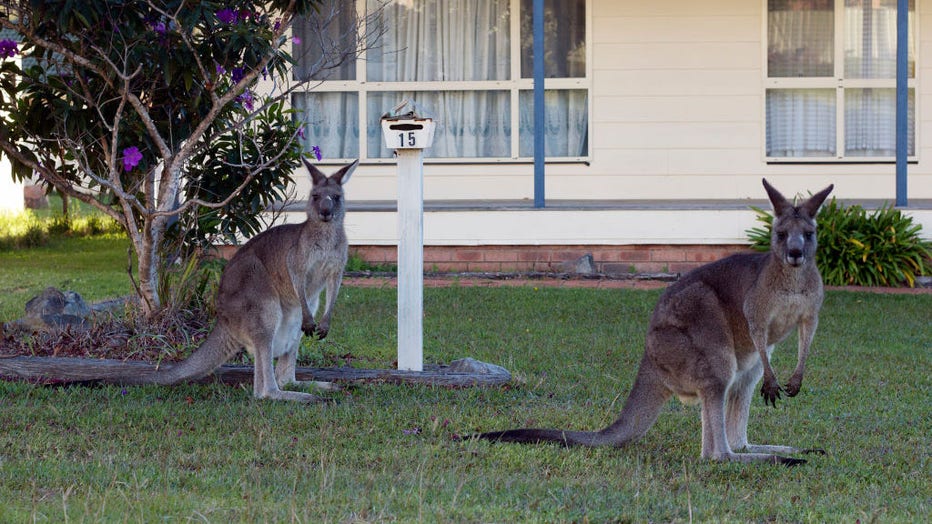 Austrailian-kangaroos.jpg