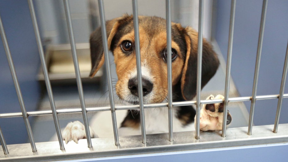 7205b909-Puppy looks through bars of cage at Long Island animal shelter