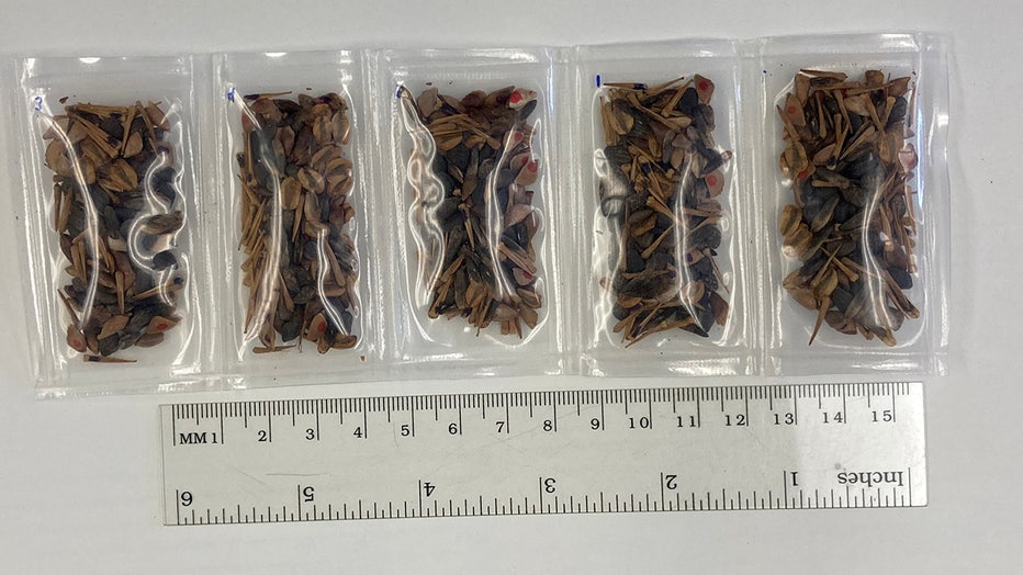 seed-packets.jpg