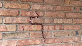 Snake shows off mesmerizing climbing skills