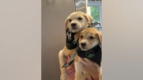 Austin FC to feature 2 parvovirus survivors as honorary mascots at first-ever MLS playoff match