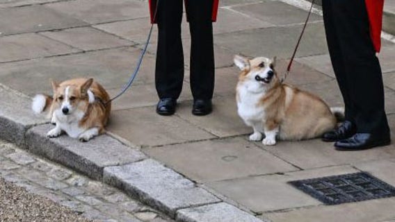 Sarah Ferguson shares update on Queen Elizabeth's corgis, says they've been 'taught well'