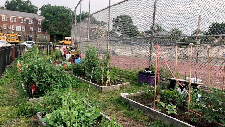 Local Community Garden, Forest Hills High School, Queens, New York