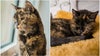British feline, 27,  becomes ‘world’s oldest living cat’