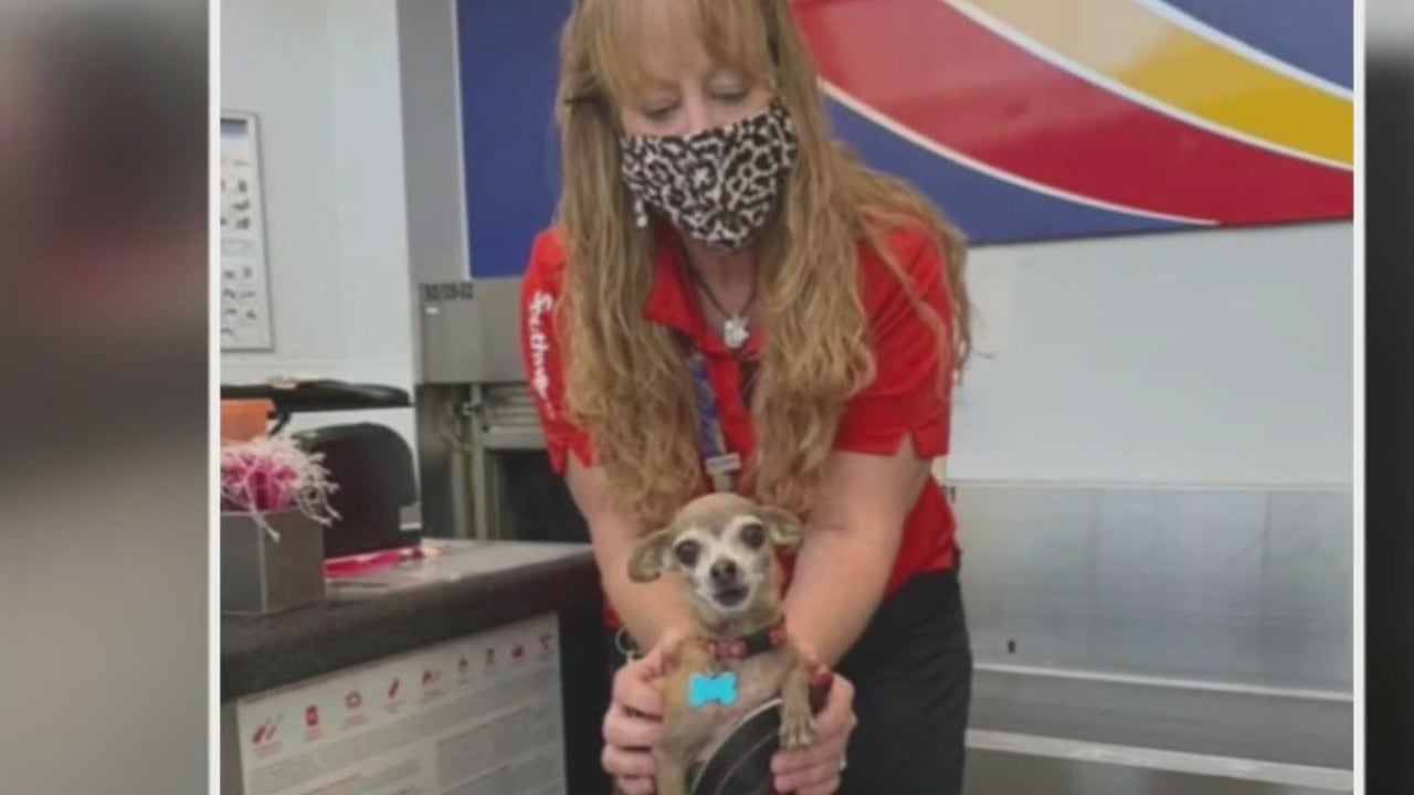 Texas couple unknowingly brings their 5 pound Chihuahua to airport in suitcase