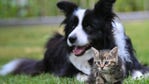 Here are the most popular dog and cat names of 2022