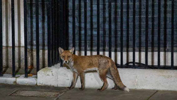Dead fox positive with rabies found in Wimberley; sheriff warns the public