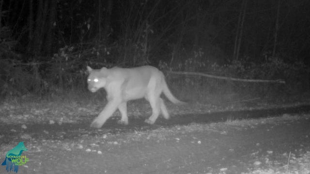 Cougar spotted on trail cam in Northern Minnesota