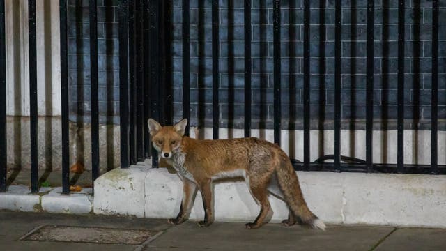 Dead fox positive with rabies found in Wimberley; sheriff warns the public