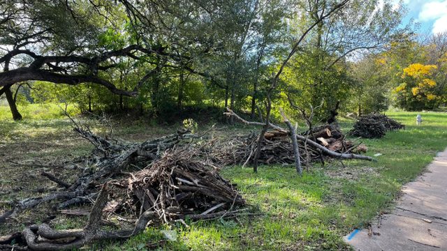 Homeless man accused of carrying chainsaw, chopping down trees in Greenbelt