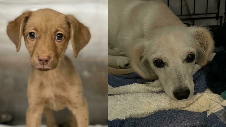 Edward Scissorhands (left) and Butter Biscuit (right) are among 20 puppies available for adoption.