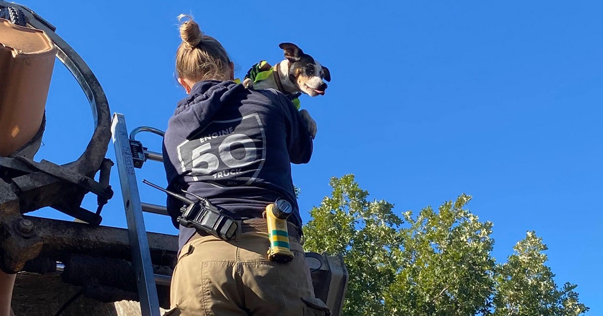 Firefighters rescue 'adventurous' dog from Austin garbage truck | FOX 7 ...