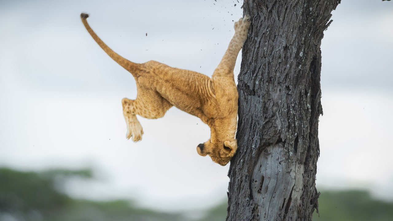 These animals are champions in this year's Comedy Wildlife Photography Awards - Vimarsana News