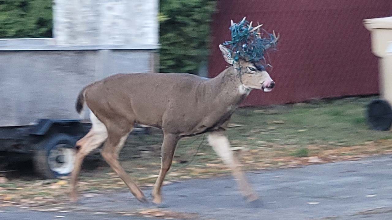 kit deadline fort Deer spotted running around Oregon neighborhood with Christmas lights