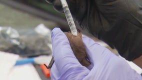 Austin Bat Refuge working to save hundreds affected by arctic blast