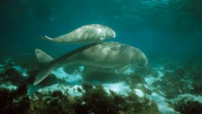 Manatee relative, 700 new species now facing extinction