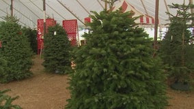 Holiday tree recycling: Curbside collection, Zilker Park drop off events return