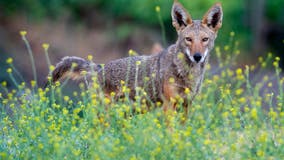 Leander police urge residents to be on lookout for coyotes