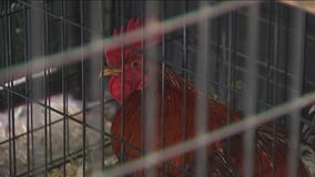 Roosters in need of adoption after APD busts cockfighting ring