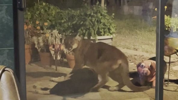 Mountain lion drags dog from Sonoma County home: Video