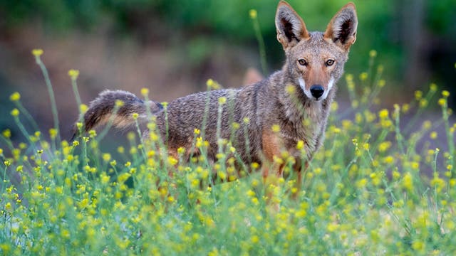Leander police urge residents to be on lookout for coyotes