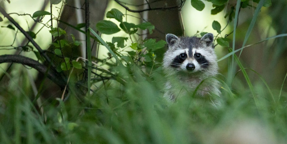 Rabies: What is it, how it’s transmitted, and do you need a vaccine