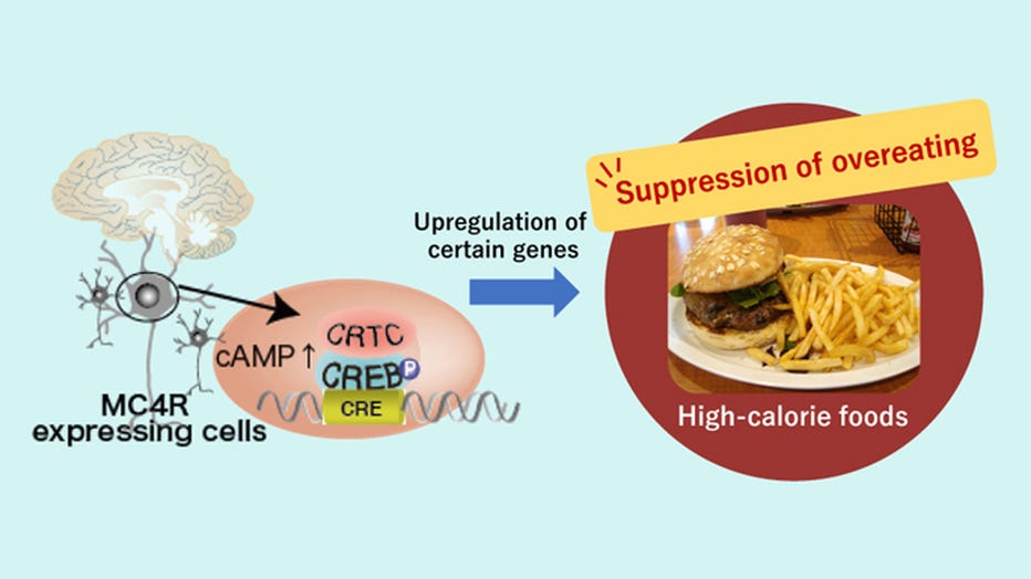 genes-overeating.jpg