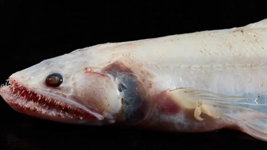 Rare deep sea fish found in Australia expedition, including blind eel
