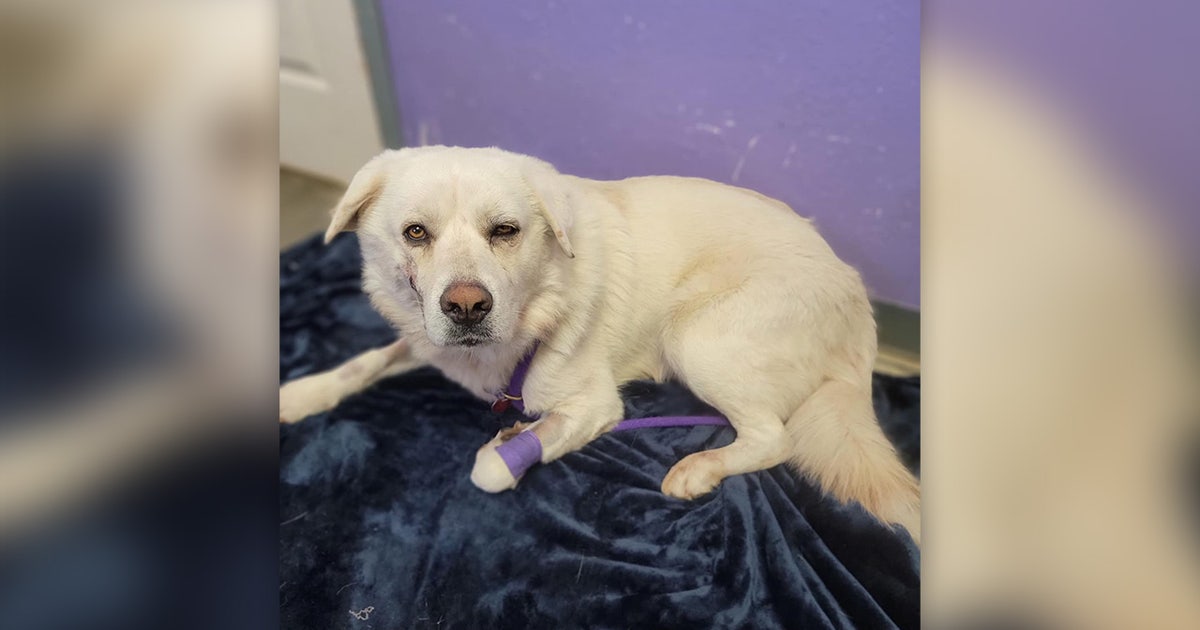 Dog recovering after being shot eight times in Hill Country | FOX 7 Austin