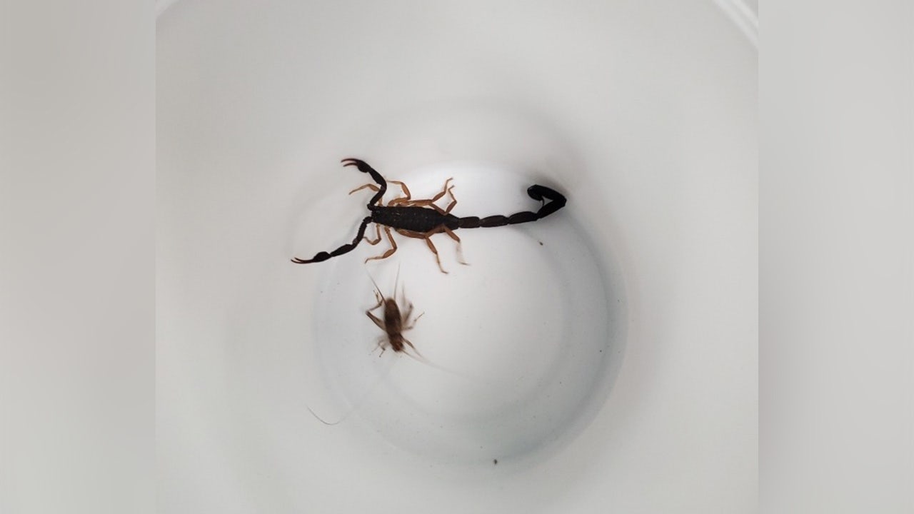 Scorpion found in bananas turned into learning moment for students - Vimarsana News