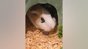 Guinea pigs, possibly related, found abandoned in Austin area