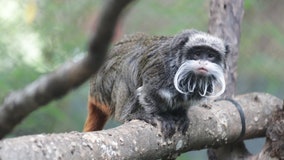 2 Dallas Zoo monkeys go missing, police believe they were taken