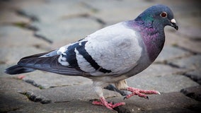 Pigeon carrying backpack filled with meth captured in prison yard