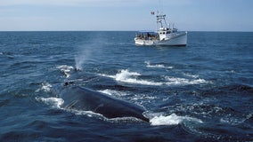 Feds deny emergency request for ship-speed restrictions to protect whales