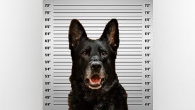 Mugshot of police K-9 accused of 'stealing' officer's lunch goes viral