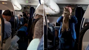 'Anybody missing a cat?' Flight attendant helps lost feline find owner mid-flight