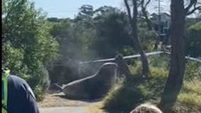 Massive seal running amok in Australia town