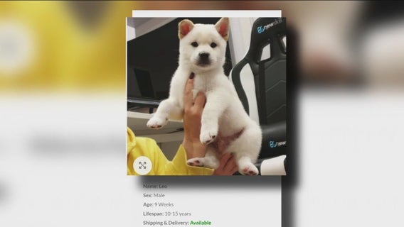 Catfished by a dog: How to avoid online pet scams