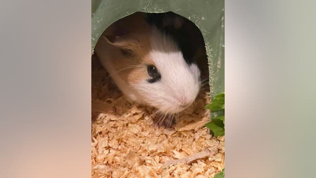 Guinea pigs, possibly related, found abandoned in Austin area